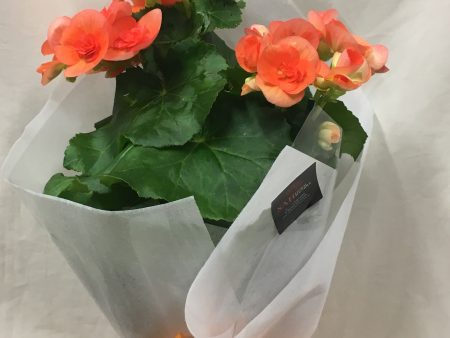 Begonia Online Hot Sale