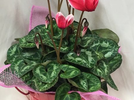 Mini Cyclamen in a Tin Online now