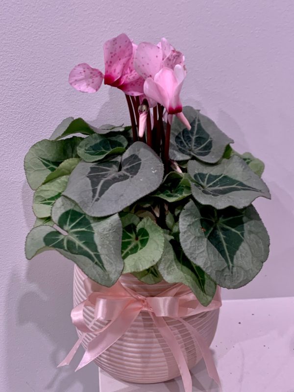 Ceramic Potted Cyclamen Sale