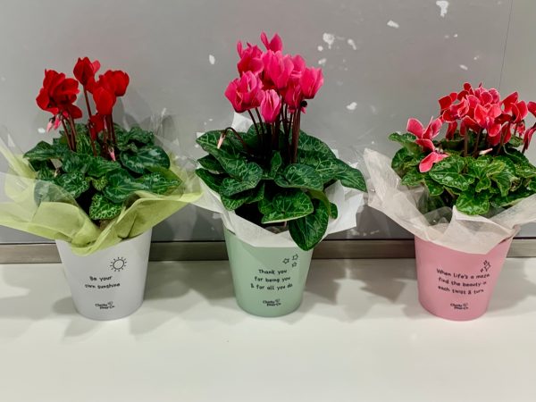 Positive message pots For Cheap