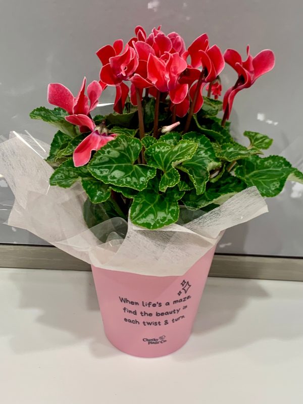 Positive message pots For Cheap