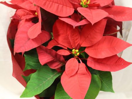 Poinsettia Potted plant Cheap