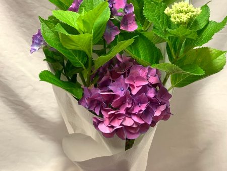 Hydrangea Plant Supply