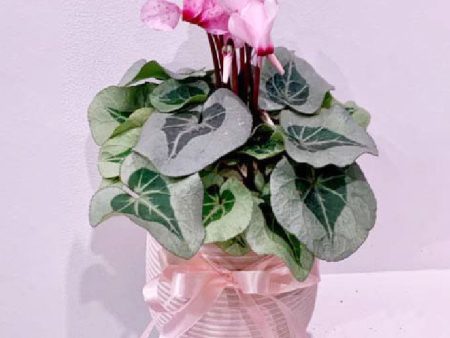 Ceramic Potted Cyclamen Sale