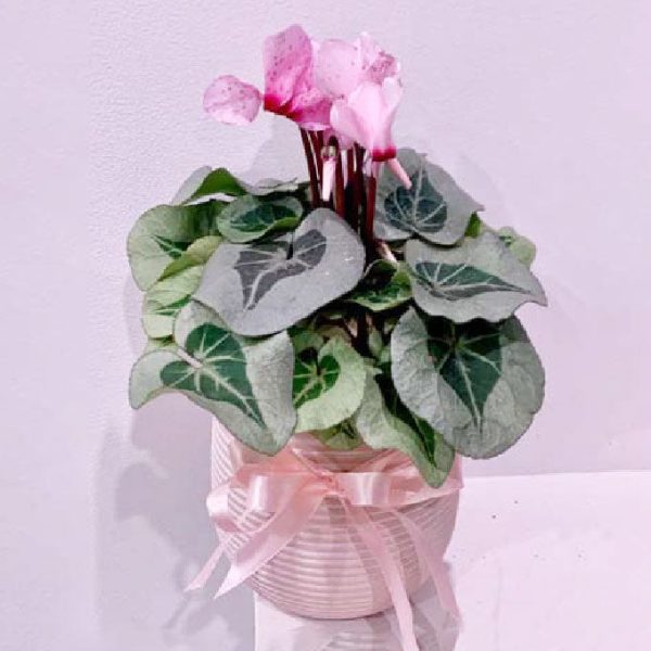 Ceramic Potted Cyclamen Sale