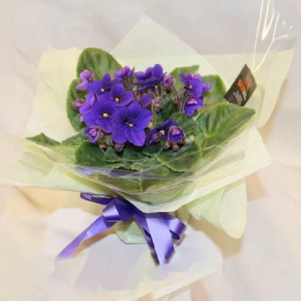 African Violet in Tin For Cheap