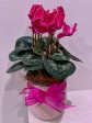 Ceramic Potted Cyclamen Sale