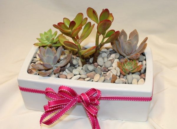 Potted Succulent trough Online Hot Sale