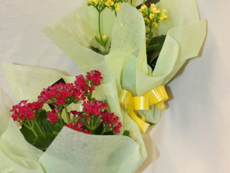 Kalanchoe Online now