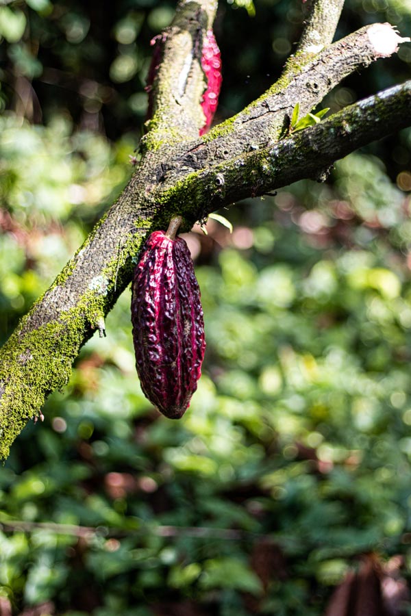 CocoMiel Chocolate Bars For Cheap