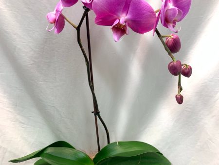 Large Phaelonopsis Orchid in Pot Online Hot Sale