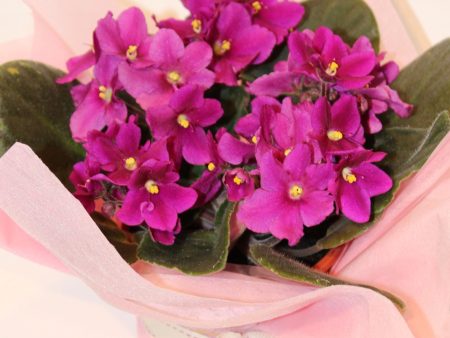 African Violet in Tin For Cheap